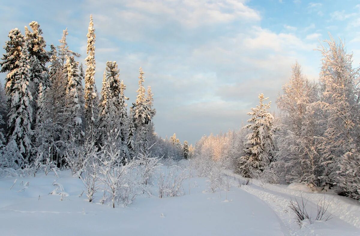 Родной край зимой. Природа ХМАО Югры. Суровый климат Югры. Пермский край зимой фото. Суровый климат России.