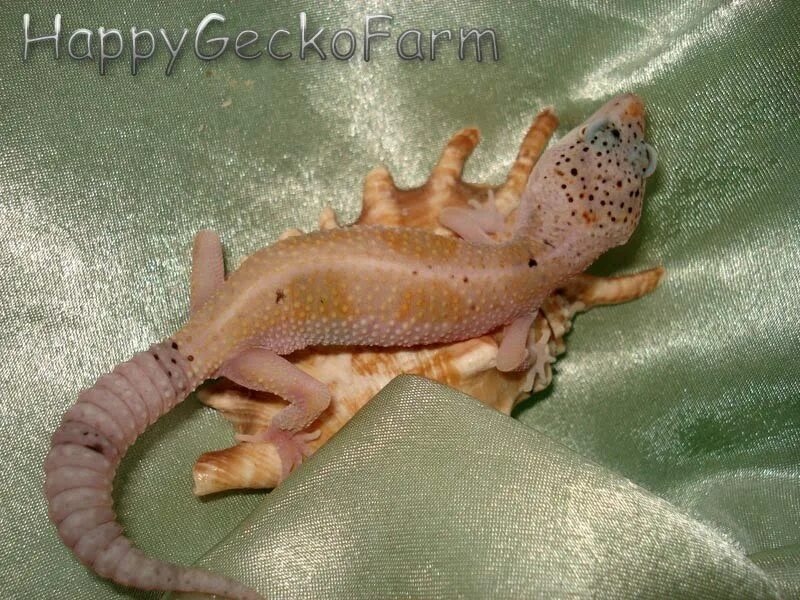 Enigma геккон. эублефар энигма. эублефар энигма синдром. синдром энигма у эублефаров. синдром энигмы у эублефаров.