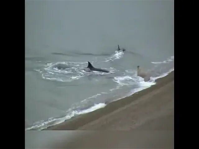 Реальное нападение акул.