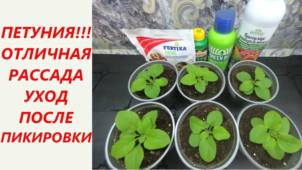 Какие удобрения вносить при посадке петунии. Подкормка рассады петунии. петуния после пикировки. подкормка петунии после пикировки. первая подкормка рассады петунии.