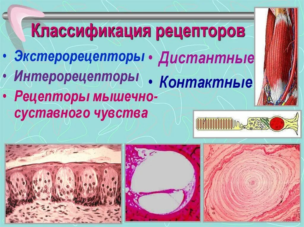 Функциональная анатомия нервной системы, - презентация онлайн