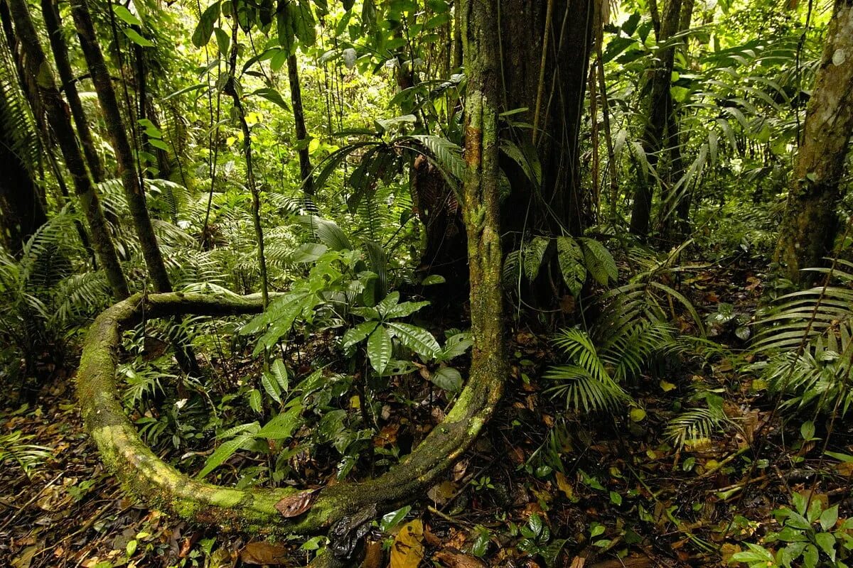 Сельва амазонки. Сельва амазонки, Южная Америка. Тропические дождевые леса Амазонии. Сколько стоит джунгли
