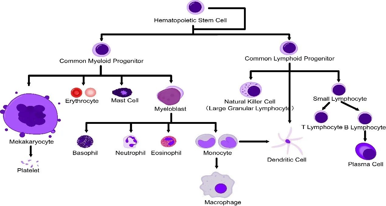 Фенотип лимфоцитов. Фенотип гемопоэтической стволовой клетки. differentiation of t-lymphocytes. immune cells. types of lymphocytes.