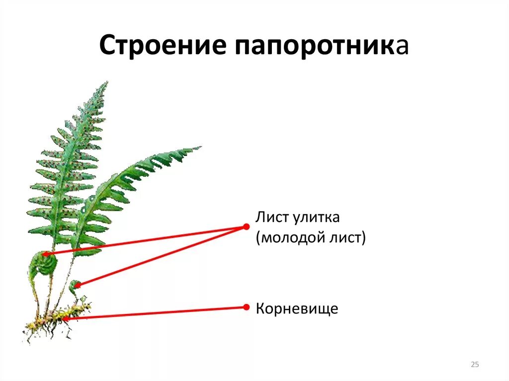 Строение корневища папоротника. Папоротник Щитовник мужской строение. Папоротник Щитовник строение. Папоротниковидные строение.