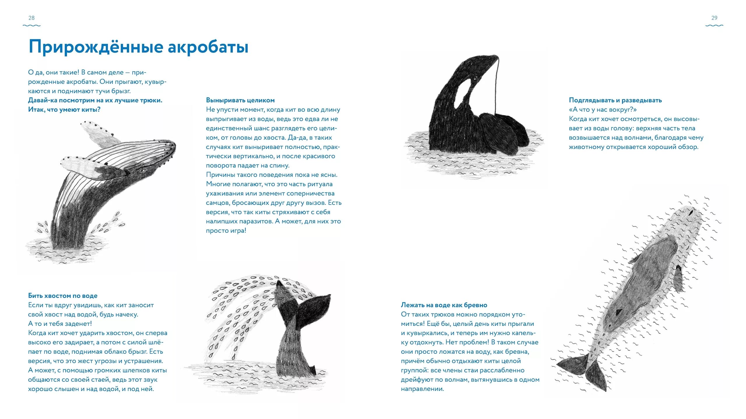 Агрессивная собака. Бить хвостом. Кошачий хвостик. Бить хвостом. Кот с хвостом.