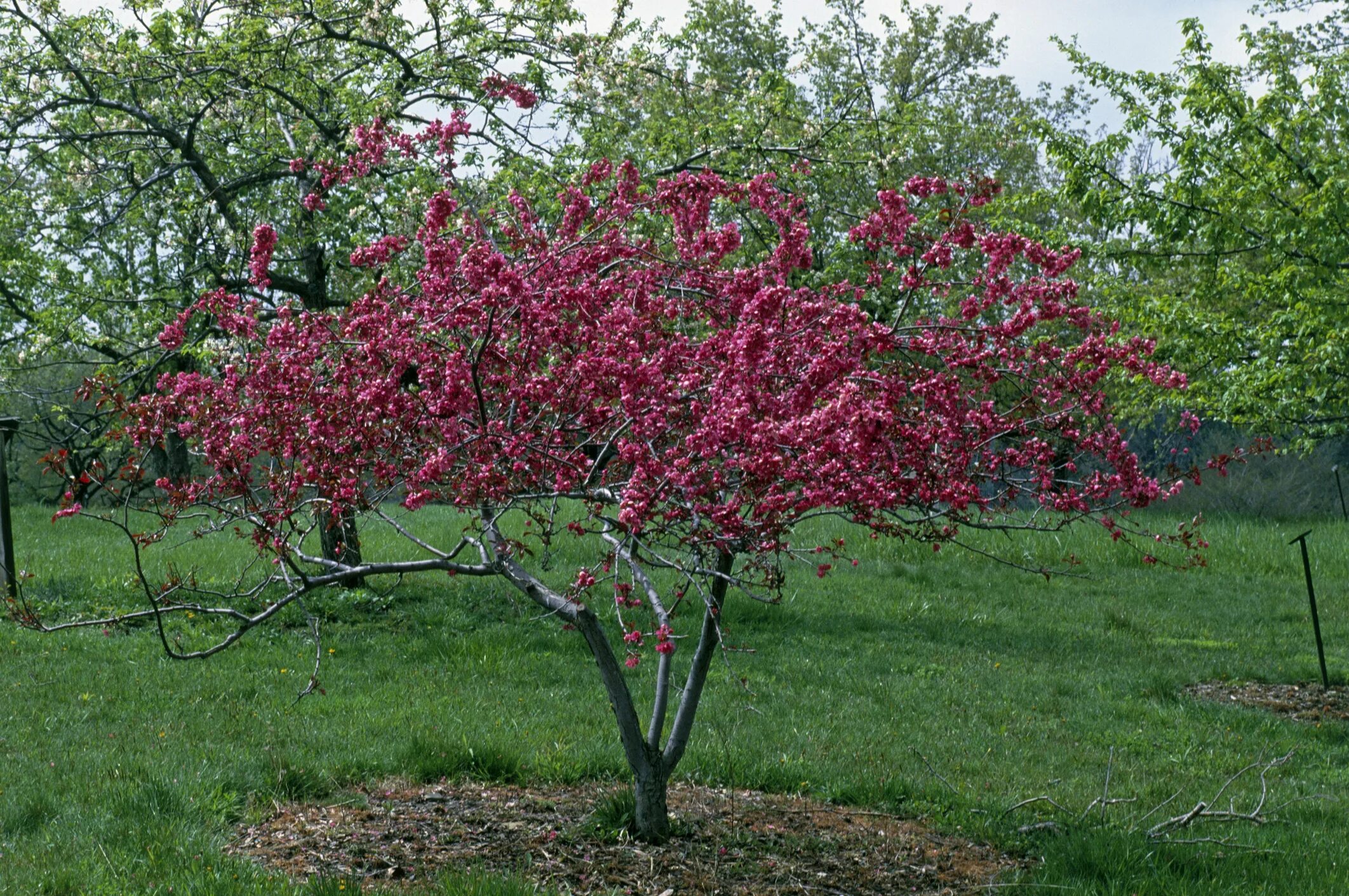 Яблоня декоративная краснолистная роялти. Яблоня "роялти" - Malus "Royalty". Яблоня плакучая краснолистная.