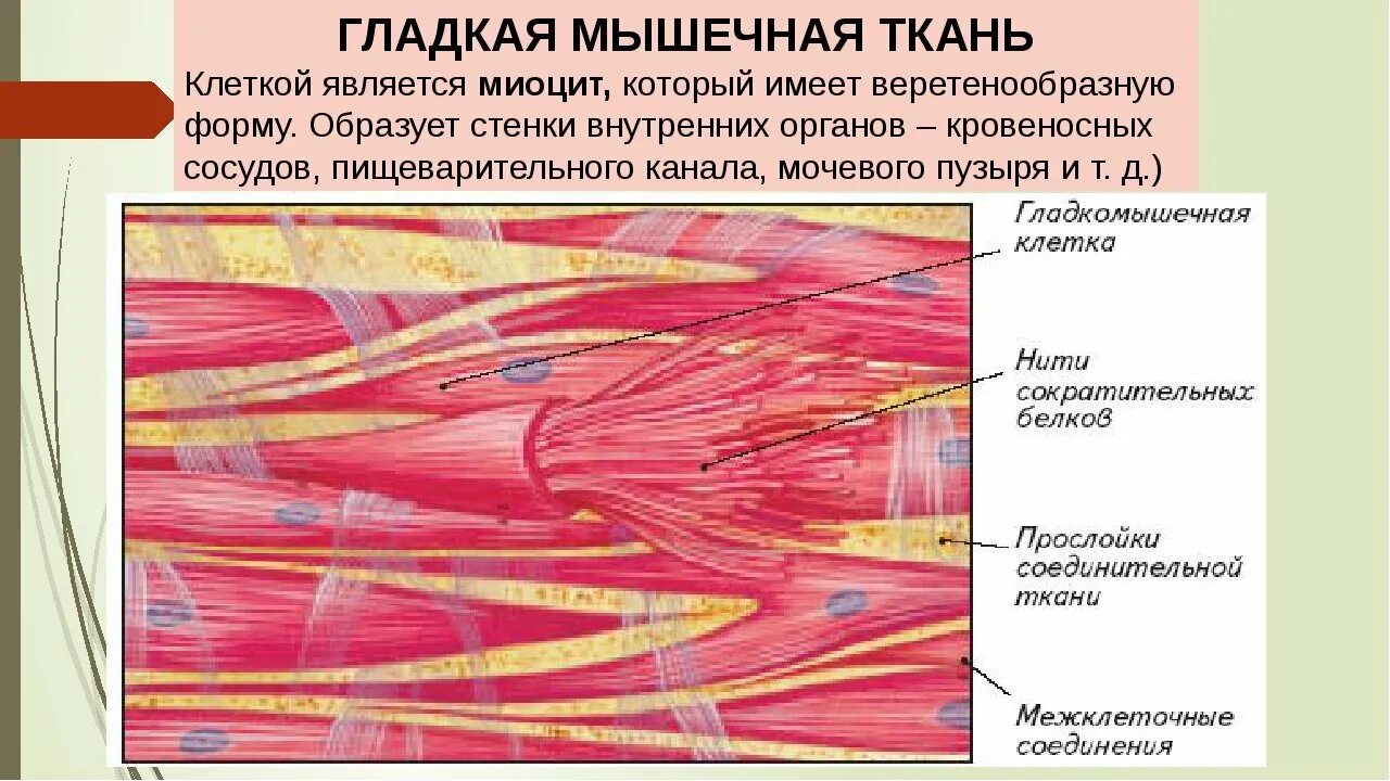 Функция соединительной ткани в мышцах. Миоциты гладкой мышечной ткани. Миоциты гистология. Мезенхимные (гладкая мышечная ткань). Строение миоцита гладкой мышечной ткани.
