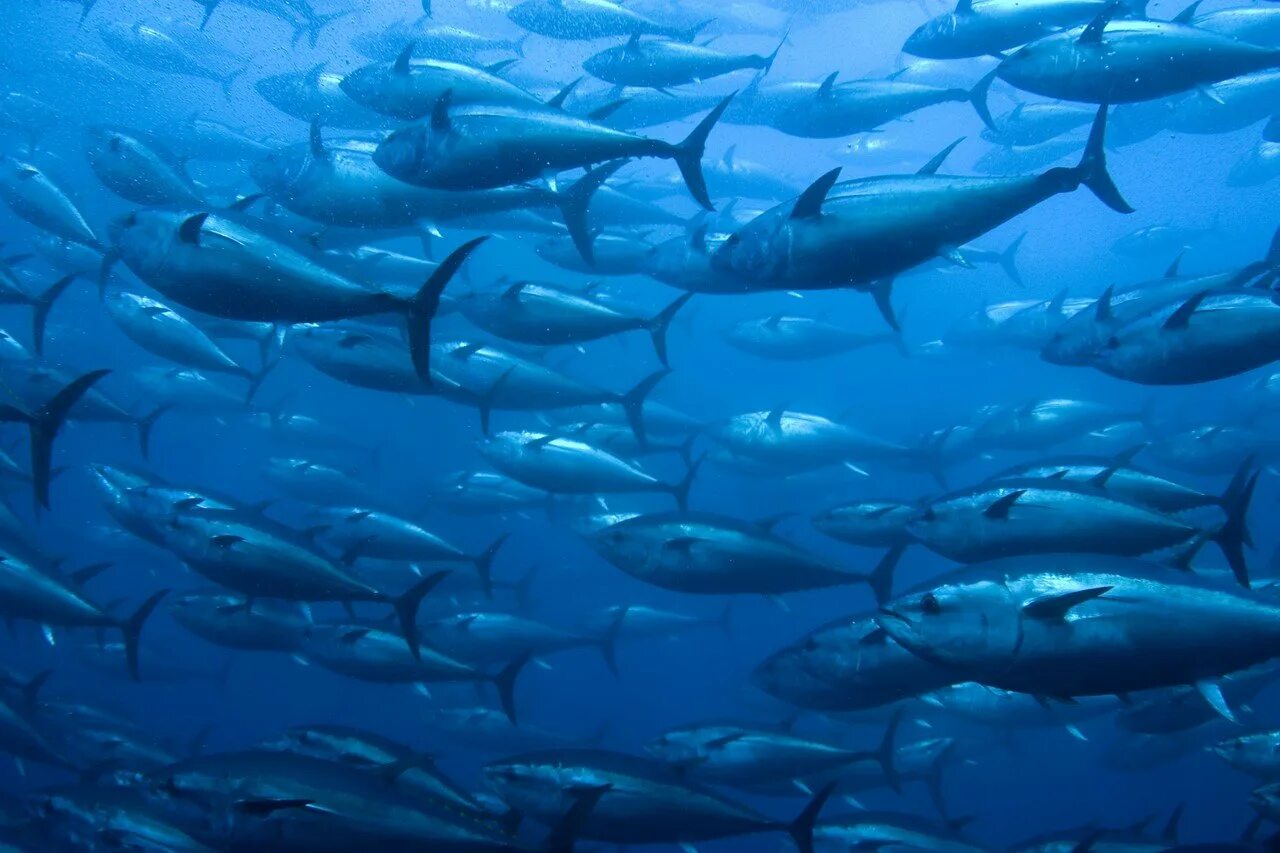 Bluefin Tuna. Atlantic Bluefin Tuna. Стайная морская рыба. Рыбки в океане.