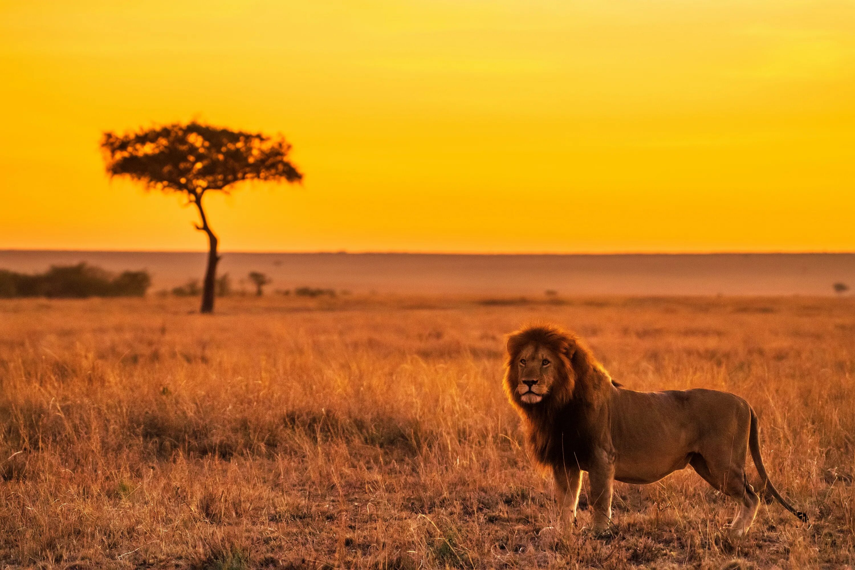 Африканский саванный Лев. Саванна Кения Лев. Львы в саванне. African Lion Safari Гамильтон. Africa lion