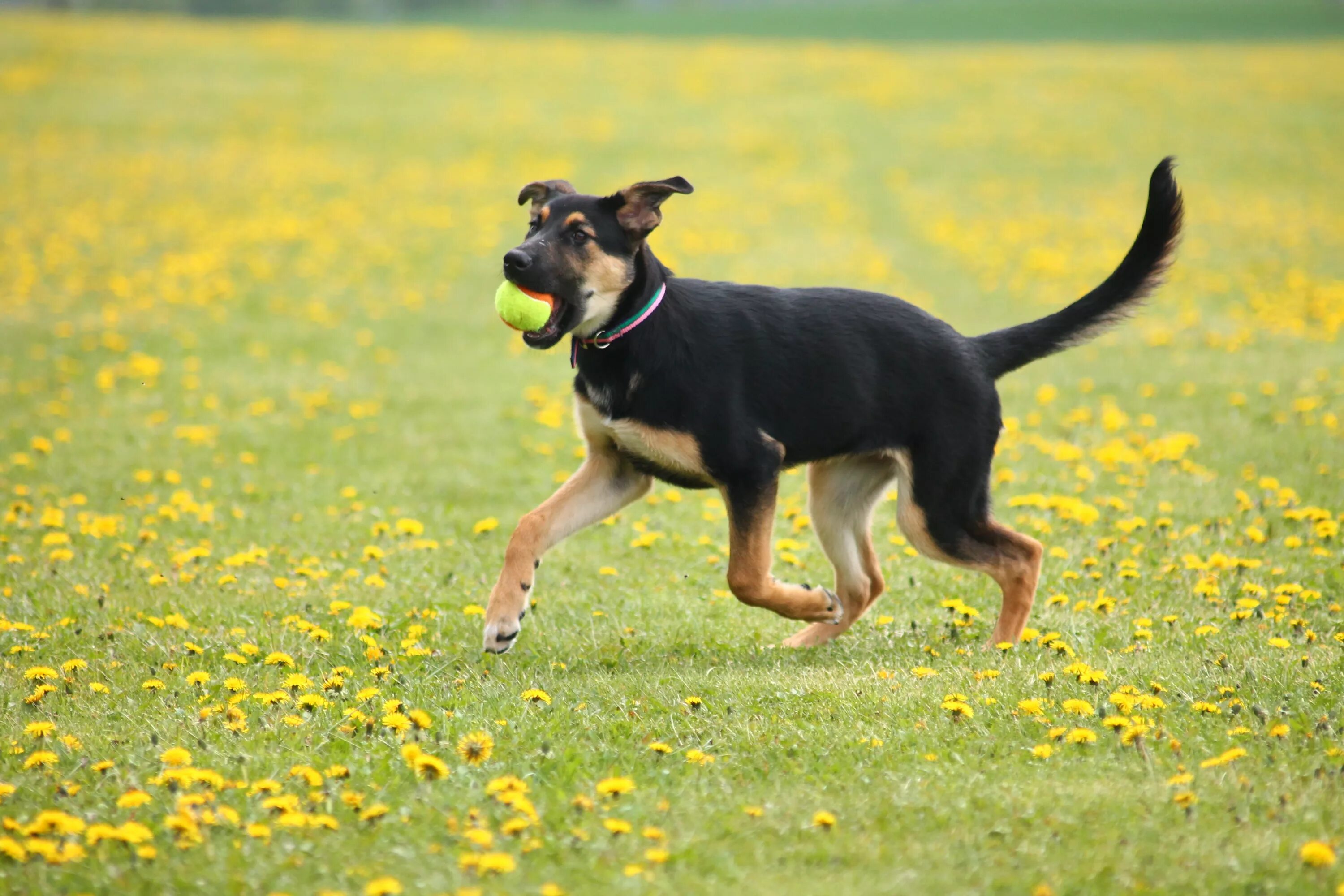 Собака стоит. Стоячая собака. Стоящая собака. Фотография собаки стоя. Run like dog