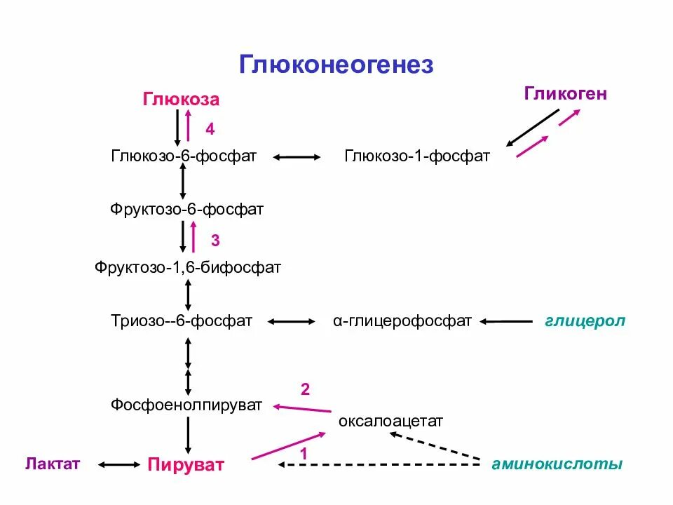 Превращение в печени гликогена в глюкозу. Синтез Глюкозы - глюконеогенез. Реакции синтеза Глюкозы из аминокислот и глицерина. Схему процесса синтеза Глюкозы из пирувата.. Синтез Глюкозы схема.