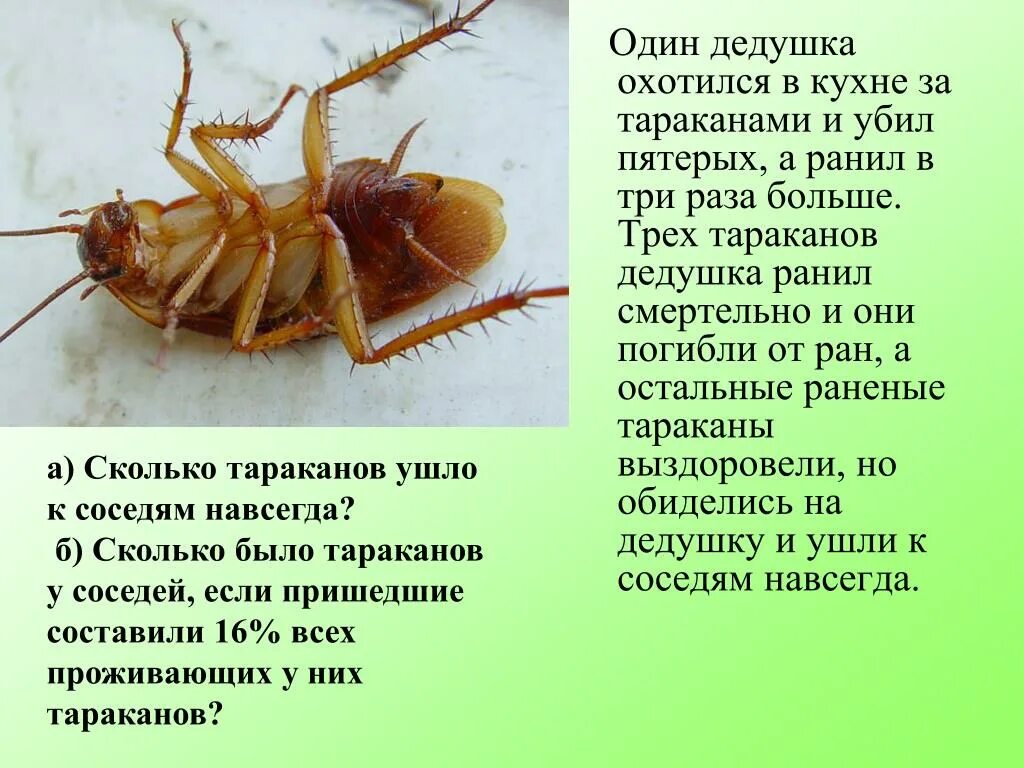 Сообщение про тараканов. Загадка про таракана. Доклад о тараканах. Поговорки про тараканов. Проповедь подвалов текст мои будни