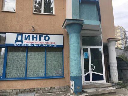 Динго зеленоград
