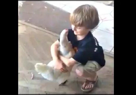 Мальчик курицу видео