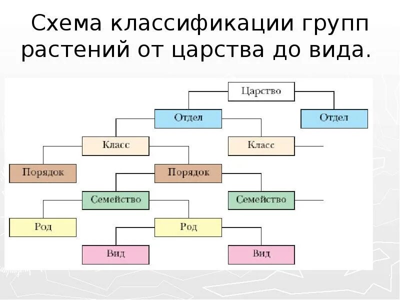 Что такое классификация растений. Царство растений классификация схема. полная классификация царства растений. классификация растений 5 класс биология. классификация растений 7 класс биология.