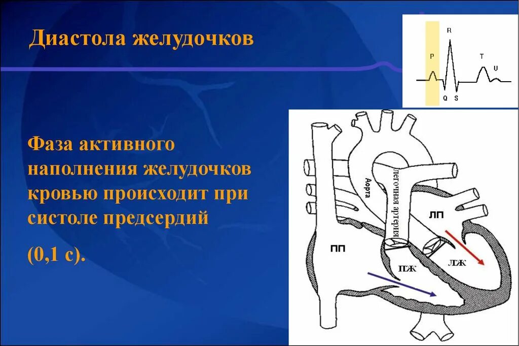 Фазы диастолы. Диастола желудочков. фазы наполнения желудочков. фазы диастолы желудочков. период наполнения желудочков кровью.