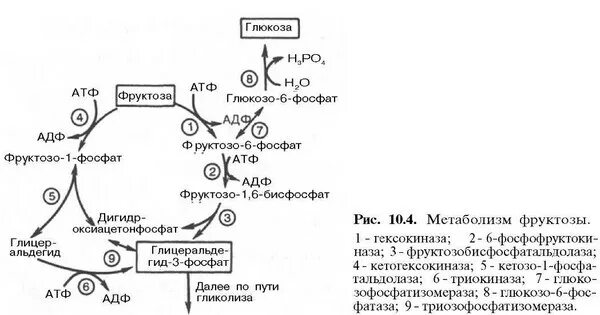 Превращение фруктозы в глюкозу. Особенности метаболизма фруктозы. Фруктоза + атф. Взаимопревращение моносахаридов биохимия. Особенности метаболизма фруктозы и галактозы.