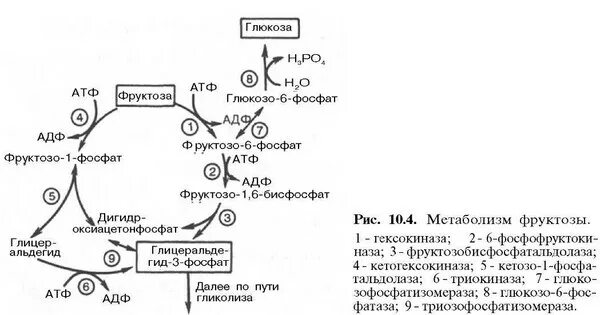 Метаболизм фруктозы схема. Превращение фруктозы в глюкозу в печени. Метаболизм фруктозы по гликолитическому пути. Метаболизм фруктозы биохимия.