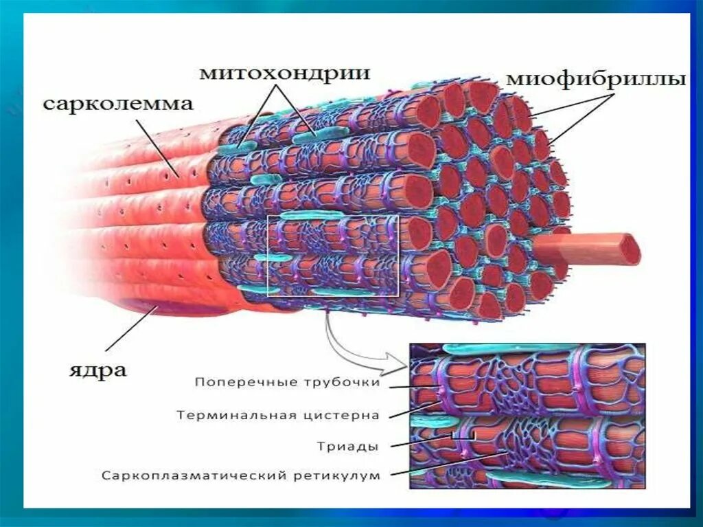 Миофибриллы состоят из. Строение миофибриллы. Строение мышечного волокна сарколемма. Строение миофибриллы рисунок. Миофибриллы мышечного волокна.
