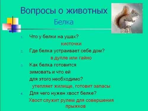 На какие вопросы отвечает животные