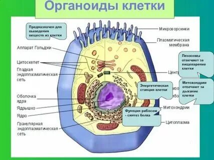 Органоид отсутствующий в клетках высших растений