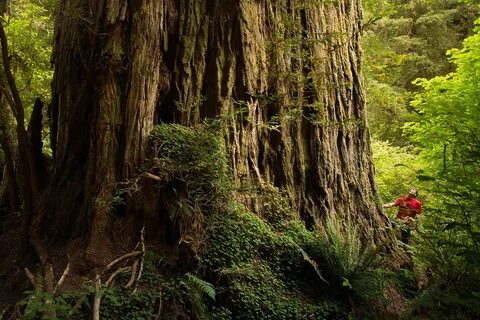 Big forest