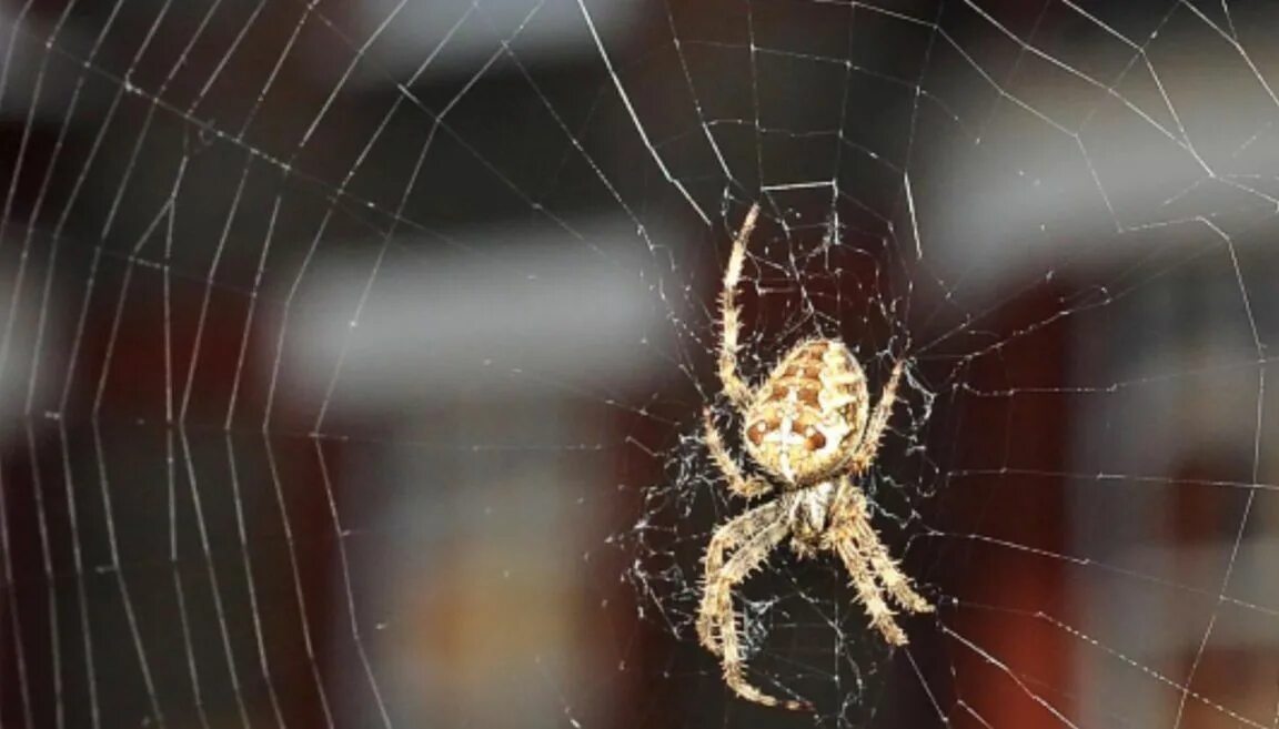 Почему появляются пауки. Тарантул сенокосец. Ядовитые пауки в Башкирии. Подвальный паук.