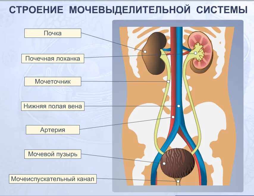 Структуры выделительной системы