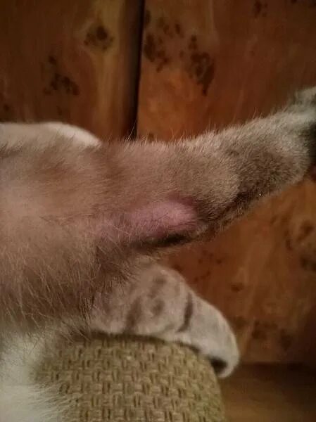 Кошка вылизывает шерсть до лысины. Кошка вылизывает шерсть до лысины