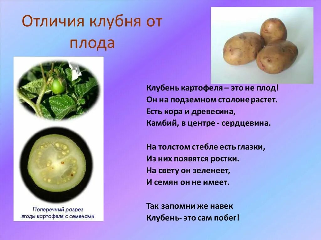 Как отличить плод. Плод картофеля. Клубень картофеля. Плод картофеля называют. Картофель Тип плода.