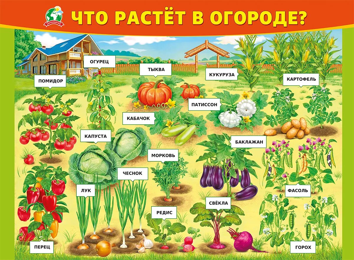 Обучающие плакаты для детского сада. Плакат что растет в огороде. Что растет в огороде. Тематические плакаты для детского сада. Огородные растения названия