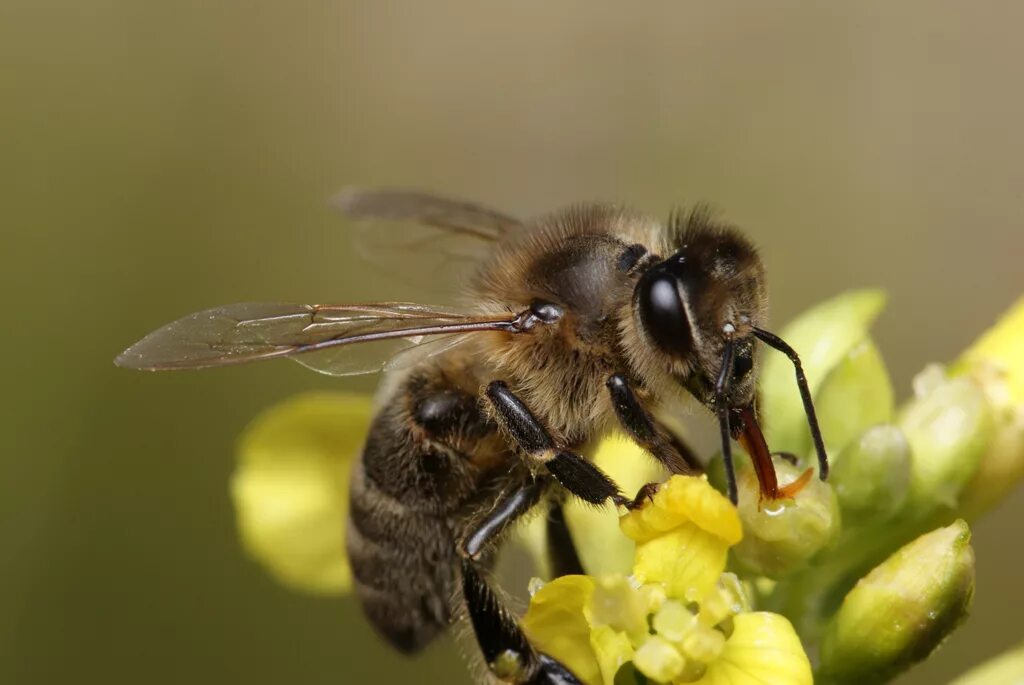 Апи пчела. APIS mellifera mellifera. Пчела APIS mellifera. Среднерусская пчела. Среднерусская медоносная пчела.