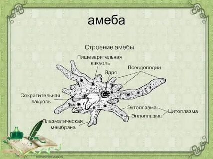 Есть ли пищеварительная вакуоль у амебы обыкновенной