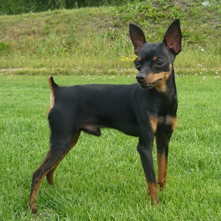 австралийский короткошерстный пинчер. той терьер с некупированным хвостом. купированный той терьер. цвергпинчер карликовый доберман. мини той терьер некупированные.