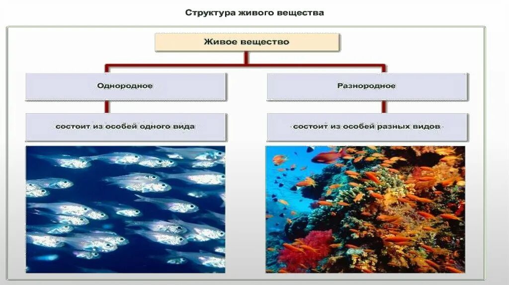 Живое вещество. Основные типы веществ в биосфере. Вещества биосферы схема. Строение живого вещества. Живое вещество распределено в биосфере равномерно