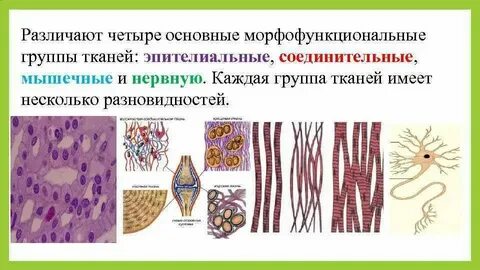 К группе основных тканей относятся