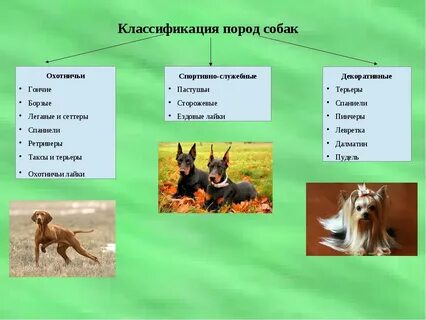 Морфологические признаки собаки