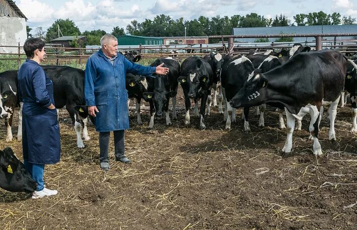Учхоз пригородное барнаул. Учхоз пригородное. Ферма на учхозе. Учхоз пригородное. Поселок пригородный алтайский край.