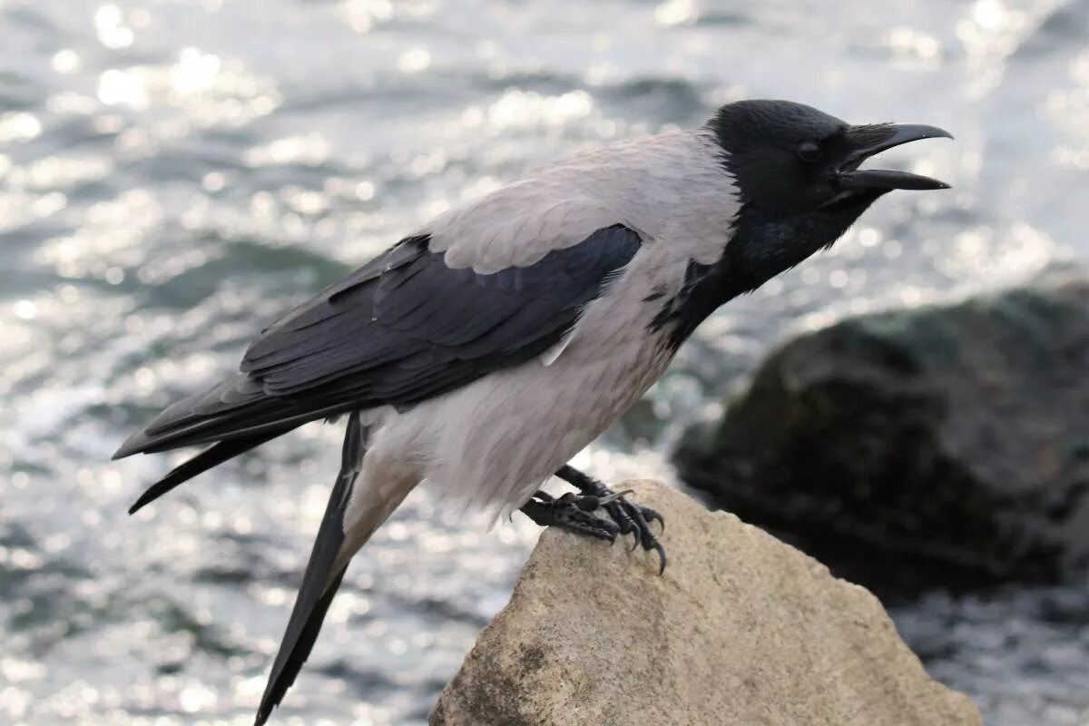 Поведения серых ворон. Серая ворона птица. Corvus cornix птица. Серая ворона подвиды. Серая ворона вороны.