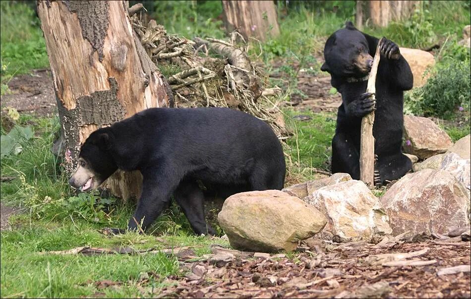 Медведь и ящерица. Helarctos malayanus. Малайский медведь.  Helarctos malayanus — малайский медведь, или бируанг. Черный малайский медведь.