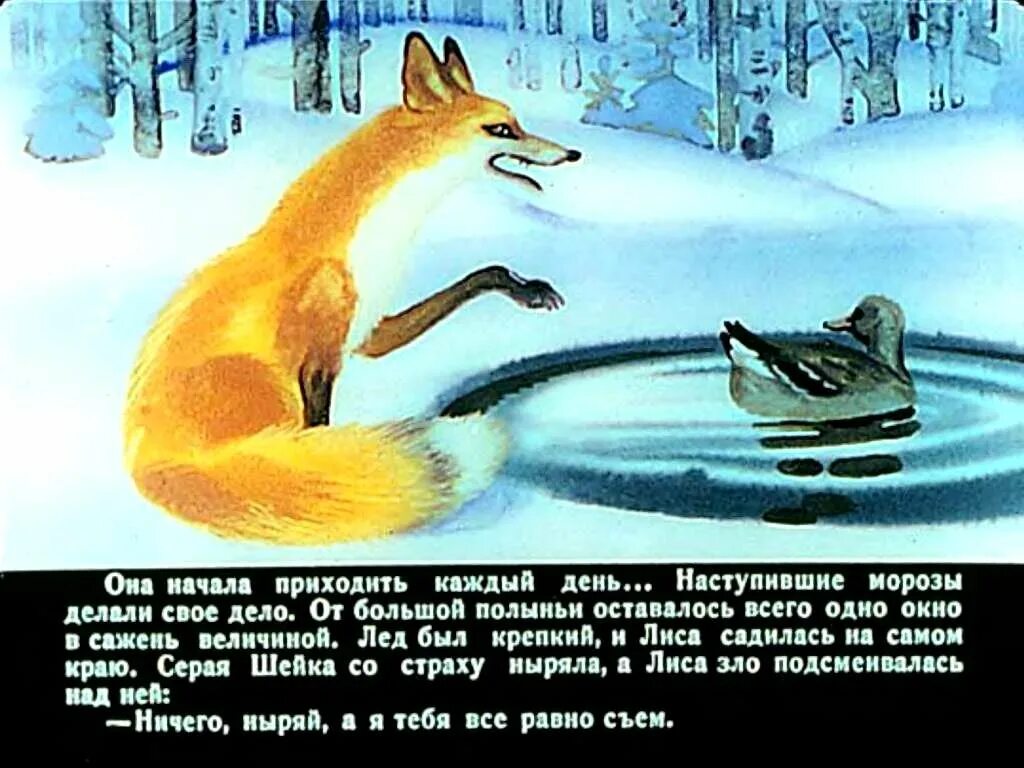 У серой шейки замерло сердце. Диафильм серая шейка д.мамин-Сибиряк. Серая шейка диафильм Светлячок. Мамин- Сибиряк серая шейка и охотник. Диафильм "серая шейка".