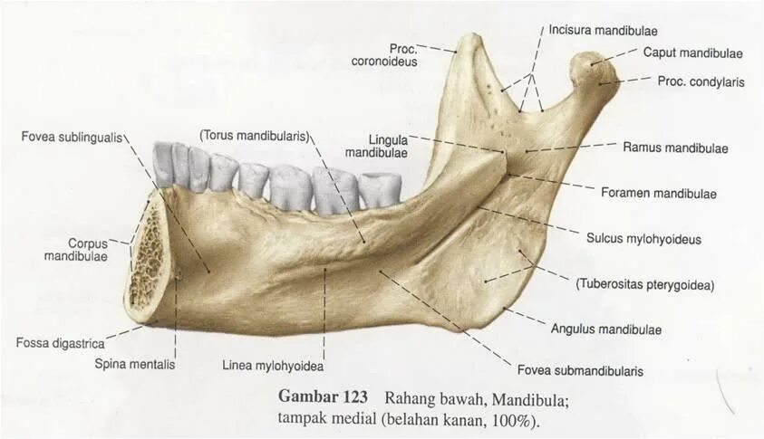 Mandibula анатомия. Нижняя челюсть (mandibula). Нижняя челюсть анатомия Fossa digastrica. Spina mentalis нижней челюсти. Челюсть на английском