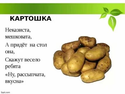 Как пишется картофель или картофель