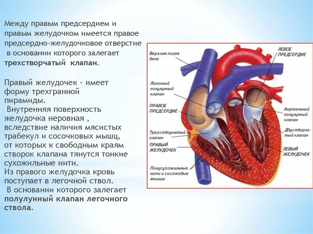 Клапаны трехстворчатые между предсердиями и желудочками. Сердечные клапаны между предсердием и желудочком. Клапаны между предсердиями и желудочками в сердце. Клапан между правым предсердием. Какие сосуды в левом предсердии