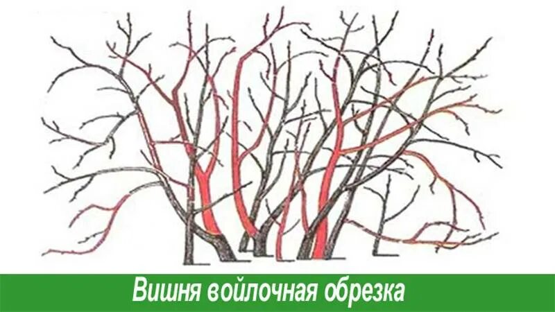 Можно ли обрезать вишню летом