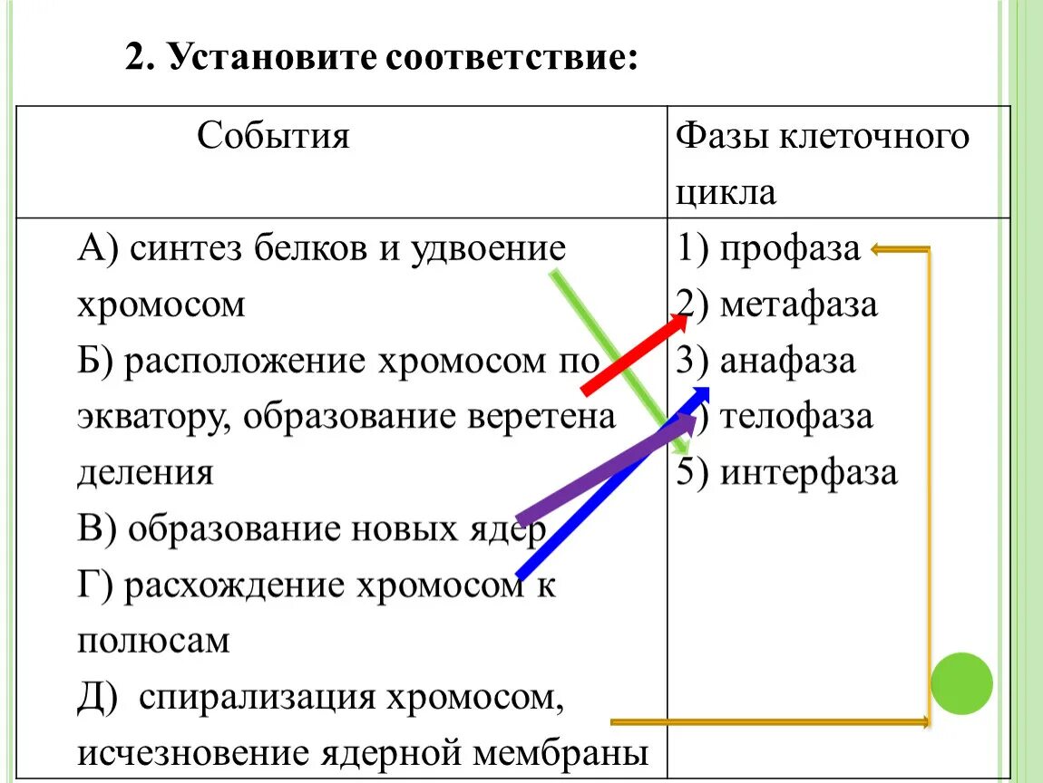 Установите соответствие дата событие. Синтез белков и удвоение хромосом. Фазы клеточного цикла и события. Распределение события в соответствии с фазами клеточного цикла. События фазы клеточного цикла Синтез белков.