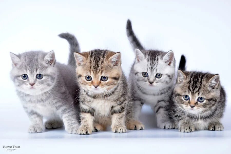 британец тигровый браун табби. коллаж кошки. разный тип кошек. британская короткошёрстная кошка. бурмилла кошка.