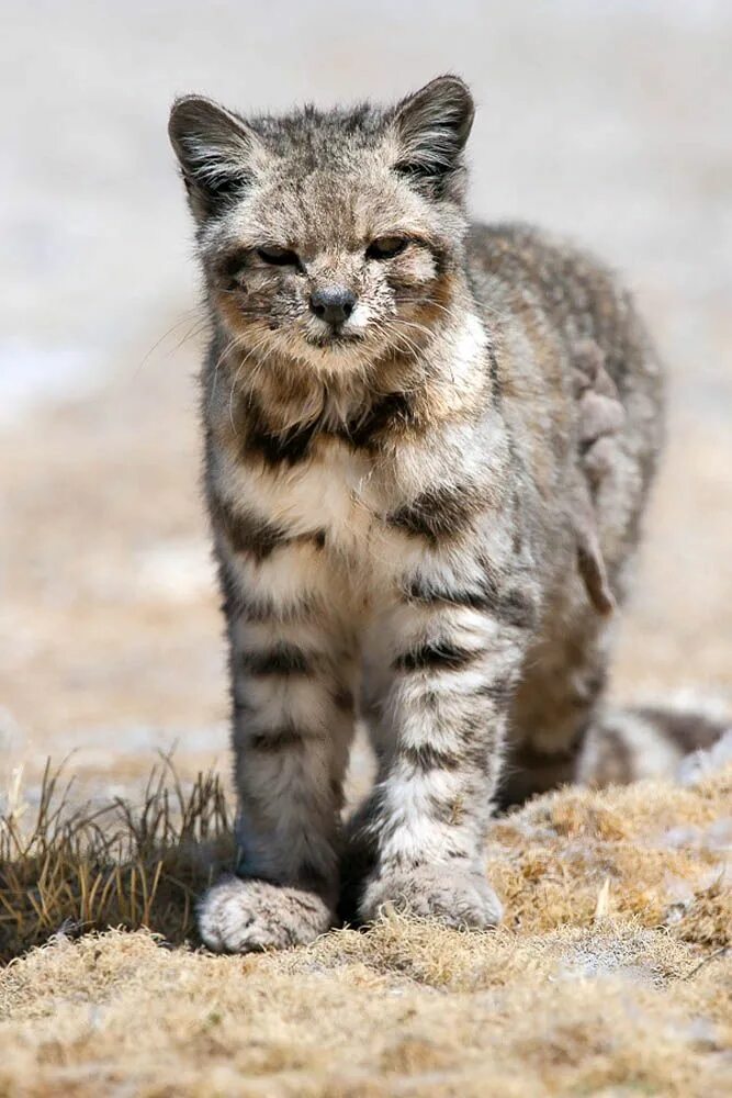 Высокогорная андская кошка. Leopardus Jacobitus. Травяная кошка leopardus Pajeros. Андская кошка Южная Америка