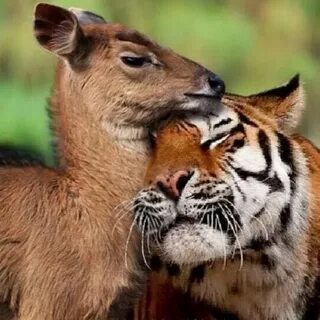 Животные между