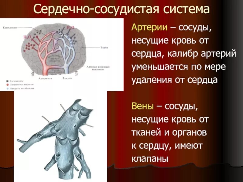 Сосуд несущий. Сосуд несущий